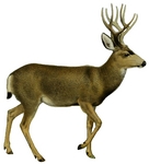 mule deer (Odocoileus hemionus)