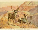 mule deer (Odocoileus hemionus)