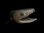 frilled shark (Chlamydoselachus anguineus)