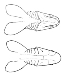 frilled shark (Chlamydoselachus anguineus)