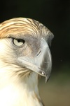 great Philippine eagle (Pithecophaga jefferyi)