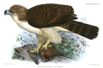 great Philippine eagle (Pithecophaga jefferyi)