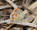 coral hairstreak (Satyrium titus)