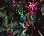 Madagascan sunset moth (Chrysiridia rhipheus)