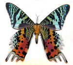 Madagascan sunset moth (Chrysiridia rhipheus)