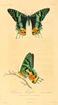 Madagascan sunset moth (Chrysiridia rhipheus)