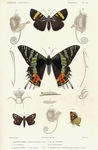 large chequered skipper (Heteropterus morpheus), Madagascan sunset moth (Chrysiridia rhipheus), ...