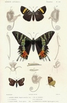 ... Madagascan sunset moth (Chrysiridia rhipheus), Australian grapevine moth (Phalaenoides glycinae