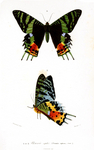 Madagascan sunset moth (Chrysiridia rhipheus)