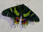 Madagascan sunset moth (Chrysiridia rhipheus)