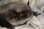 Brandt's bat (Myotis brandtii)