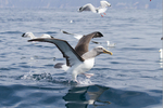 Buller's albatross (Thalassarche bulleri), silver gull (Chroicocephalus novaehollandiae)