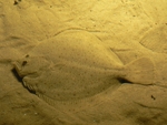 turbot (Scophthalmus maximus)