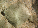 turbot (Scophthalmus maximus)