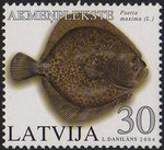 turbot (Scophthalmus maximus)