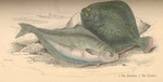 Atlantic halibut (Hippoglossus hippoglossus), turbot (Scophthalmus maximus)