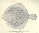 turbot (Scophthalmus maximus)