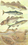 ...sole (Solea solea), turbot (Scophthalmus maximus), Atlantic cod (Gadus morhua), haddock (Melanog...
