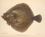 turbot (Scophthalmus maximus)