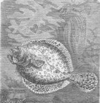 turbot (Scophthalmus maximus)