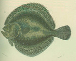 turbot (Scophthalmus maximus)