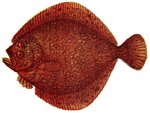 turbot (Scophthalmus maximus)