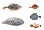 turbot (Scophthalmus maximus), common sole (Solea solea), European flounder (Platichthys flesus)...