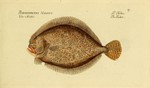 turbot (Scophthalmus maximus)