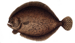 turbot (Scophthalmus maximus)