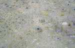 turbot (Scophthalmus maximus)