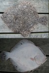 turbot (Scophthalmus maximus)