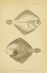 turbot (Scophthalmus maximus)