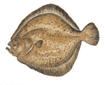 turbot (Scophthalmus maximus)