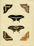 ...banded swallowtail (Papilio demolion), common nawab (Polyura athamas), western glider (Cymothoe 