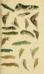 ... banded swallowtail (Papilio demolion), common lime butterfly (Papilio demoleus), common bluebot