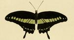 banded swallowtail (Papilio demolion)