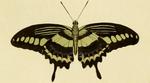 banded swallowtail (Papilio demolion)