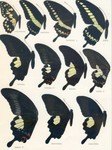 ...banded swallowtail (Papilio demolion), Papilio gigon, great Helen (Papilio iswara), red Helen (P