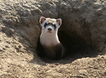 black-footed ferret (Mustela nigripes)