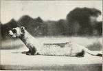 black-footed ferret (Mustela nigripes)