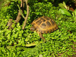 Russian tortoise (Agrionemys horsfieldii)