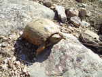 Russian tortoise (Agrionemys horsfieldii)