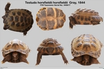 Russian tortoise (Agrionemys horsfieldii)