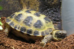 Russian tortoise (Agrionemys horsfieldii)