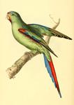 swift parrot (Lathamus discolor)