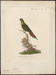 swift parrot (Lathamus discolor)