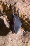 lesser horseshoe bat (Rhinolophus hipposideros)