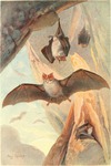 lesser horseshoe bat (Rhinolophus hipposideros)