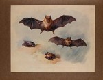 ...greater horseshoe bat (Rhinolophus ferrumequinum), lesser horseshoe bat (Rhinolophus hipposidero