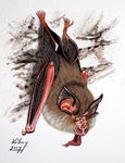 lesser horseshoe bat (Rhinolophus hipposideros)